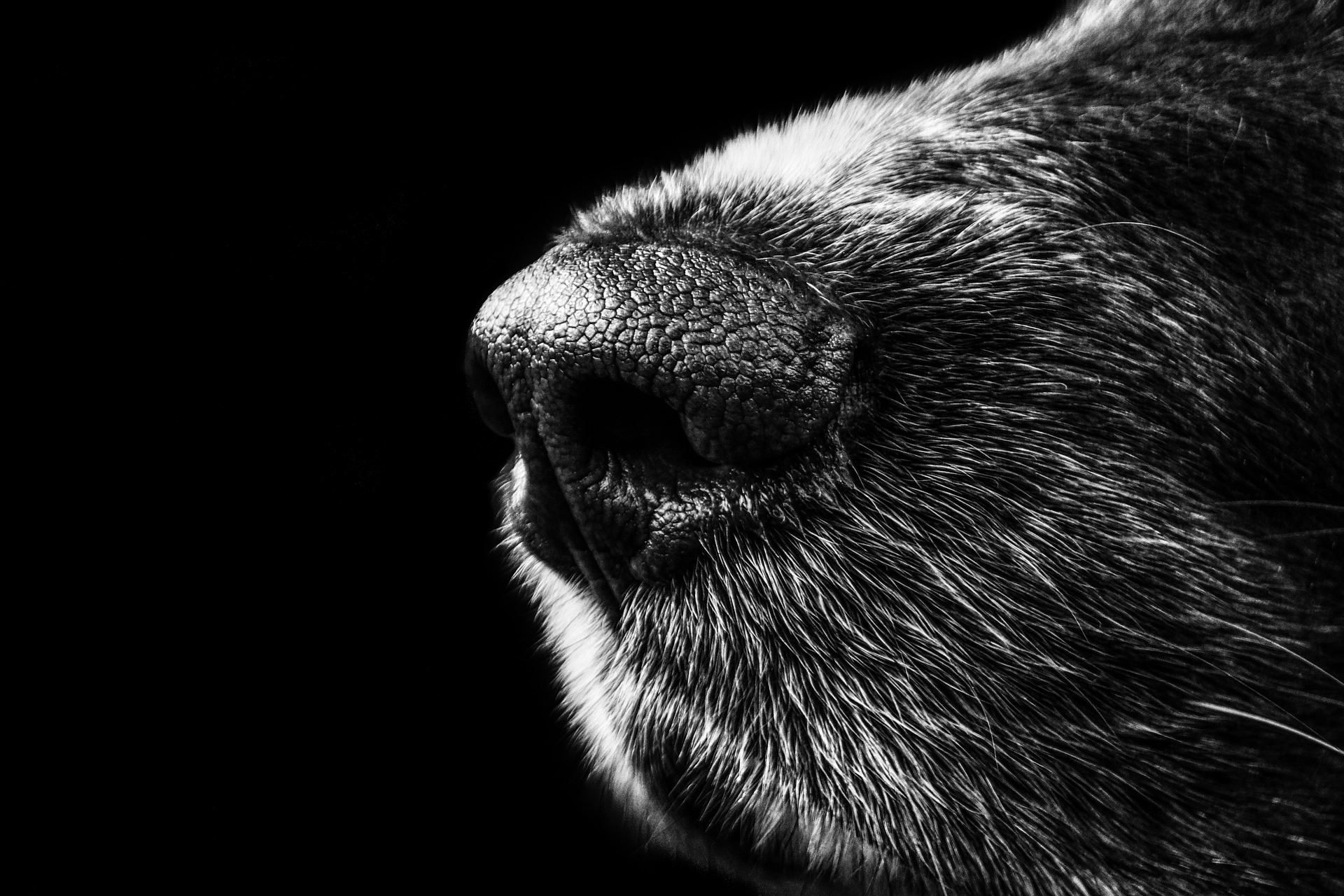 true-or-false-a-dry-nose-means-my-dog-is-sick-westfield-veterinary-group