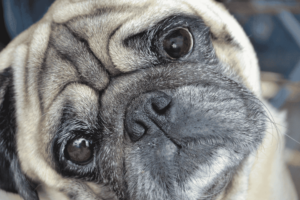 Close up of a pug dogs face