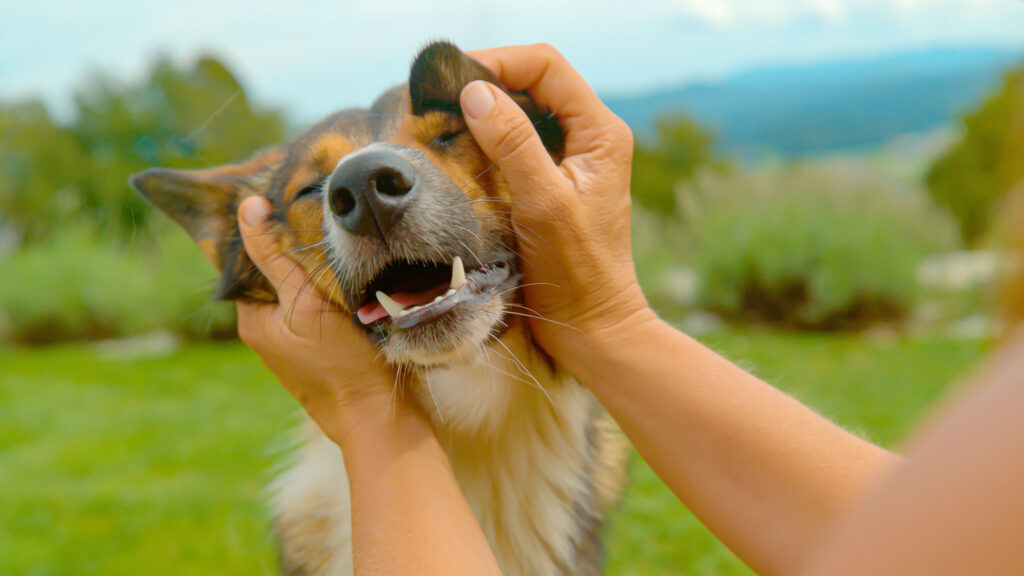 dog rub ears