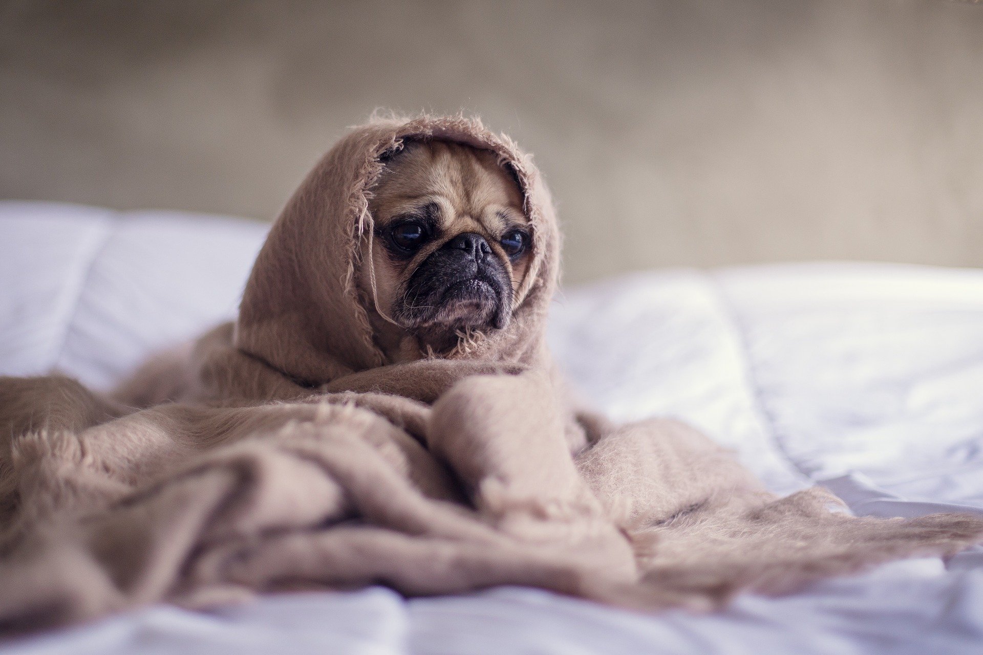 Read more about the article Can Dogs Get the Flu? – Yes!