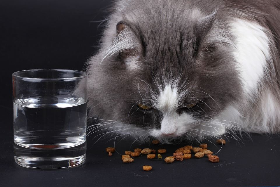 Read more about the article Why Cats Can’t Be Vegan