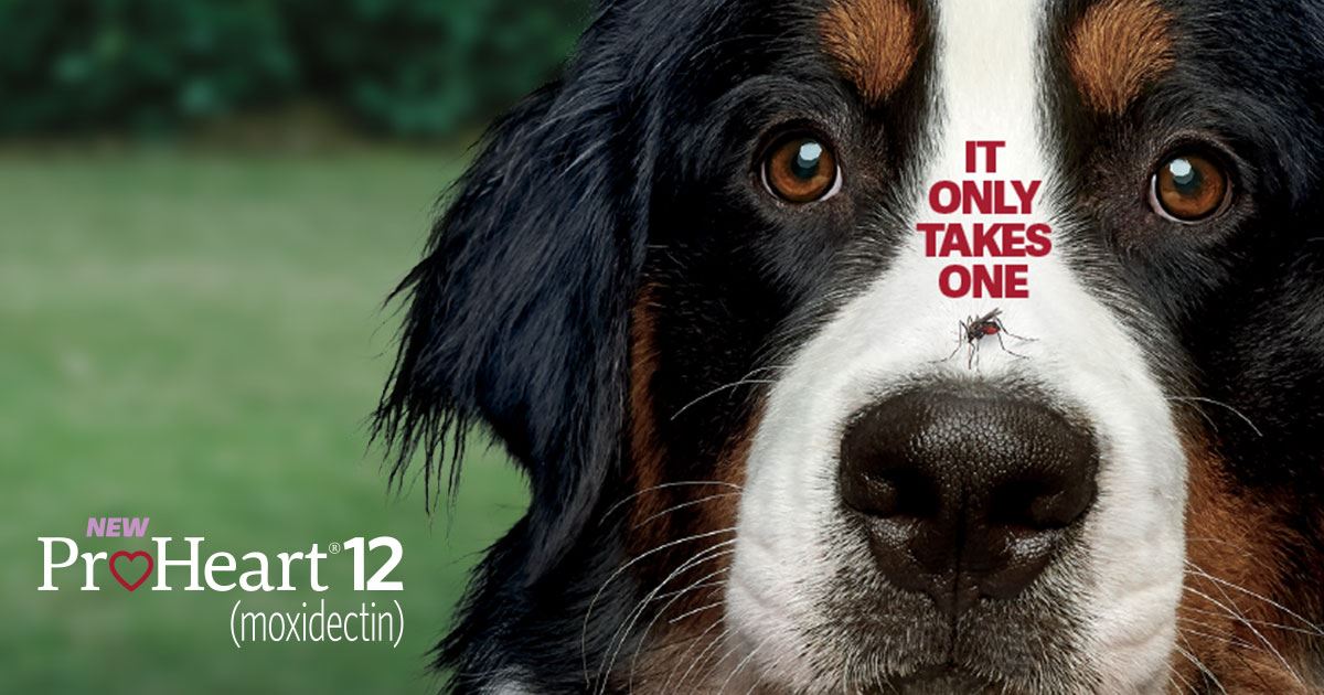 Read more about the article Service Spotlight: Protect Your Pup with ProHeart 12